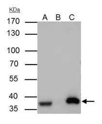 APE1 antibody