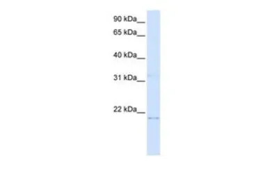 C14ORF180 antibody, N-term