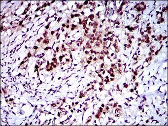 FLIP antibody [7A3D12]