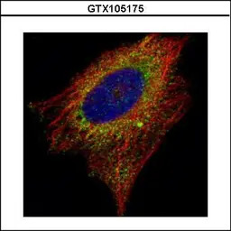 AIMP1 antibody