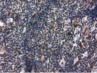 Ribonuclease Inhibitor antibod