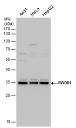 RWDD1 antibody
