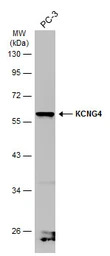 KCNG4 antibody