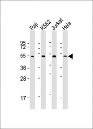 Hsp 60 antibody, N-term
