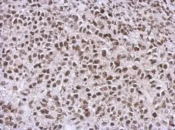 NCK1 antibody