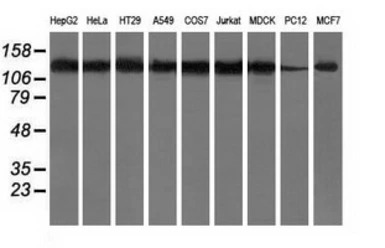HDAC6 antibody [4C5]