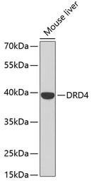 Dopamine Receptor D4 antibody