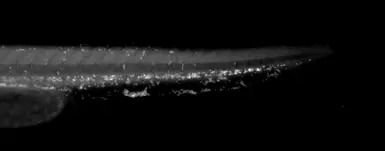 Cytohesin 1 antibody [N1C1]