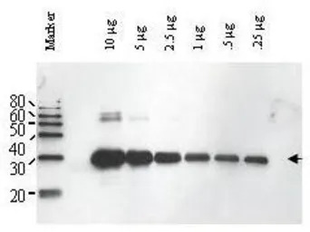 Ulp1 antibody