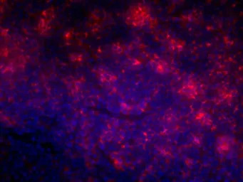 CD4 (Domain 1) antibody [OX-38