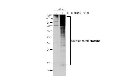 Ubiquitin antibody