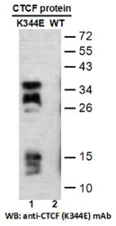 CTCF (K344E)