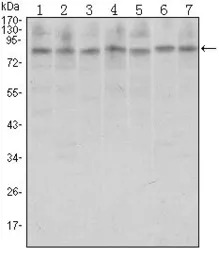 CTCF antibody [1D11]