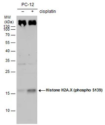 Histone H2A.XS139ph (phospho S