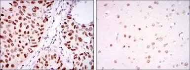 PSIP1 antibody [6E4]