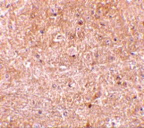 Caspase 13 antibody