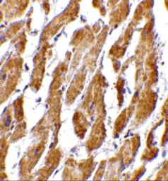 GPR44 antibody