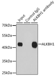 ABH1 antibody