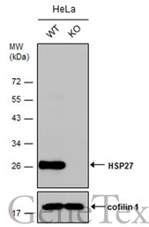 HSP27 antibody