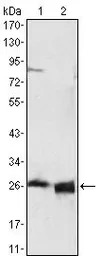 Apolipoprotein A1 antibody [5F