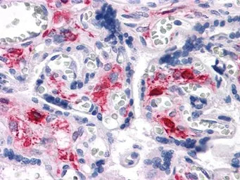 Nkx3.1 antibody [4H4]