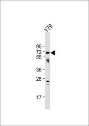 NEURL antibody, Internal