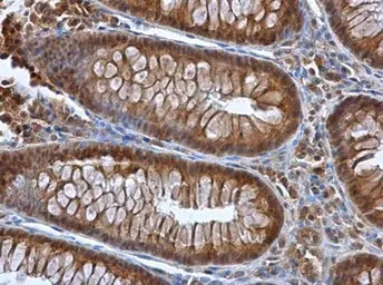 Selenoprotein P antibody
