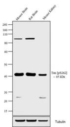 Tau (phospho Ser262) antibody