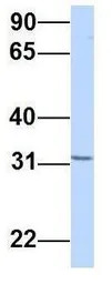 YIF1B antibody, Internal