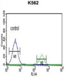 KIR3DS1 antibody, C-term