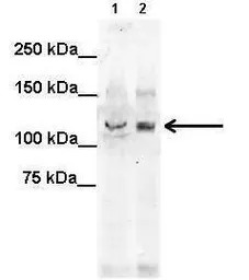 KIF5C antibody, N-term