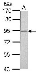 RSK2 antibody