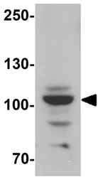 Epac1 antibody