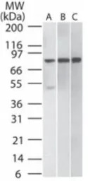 IKK beta antibody [10AG2]