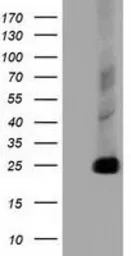 CLPP antibody [1D8]