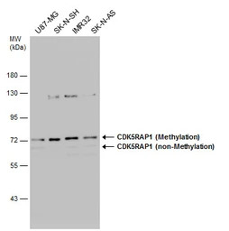 CDK5RAP1 antibody