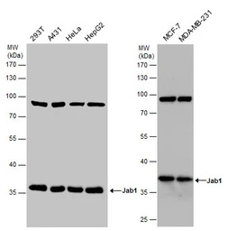 Jab1 antibody [2A10.8]