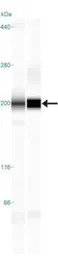 TLR8 antibody [44C143]