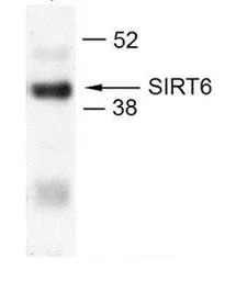 SIRT6 antibody, N-term