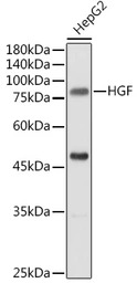 HGF antibody