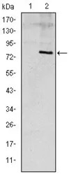 Apolipoprotein E antibody [1H4