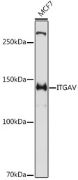 Integrin alpha V antibody