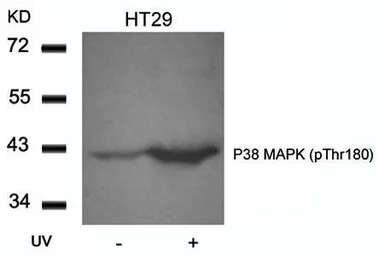 p38 MAPK (phospho Thr180) anti