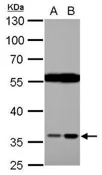 HTRA2 antibody