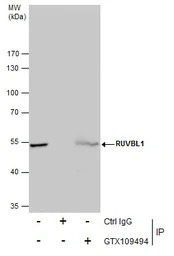 RUVBL1 antibody