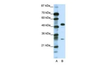 GCM1 antibody, C-term
