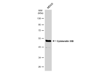 Cytokeratin 33B antibody