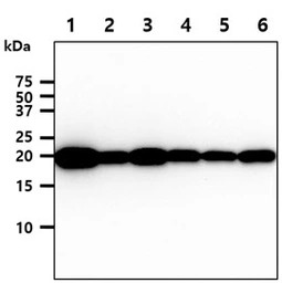 MYL4 antibody [AT4E8]