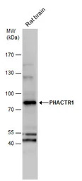 PHACTR1 antibody