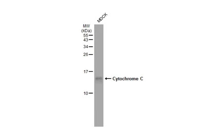 Cytochrome C antibody